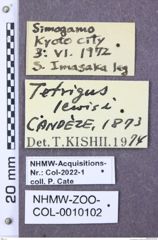 Etiketten zu Tetrigus riesei (NHMW-ZOO-COL-0010102)